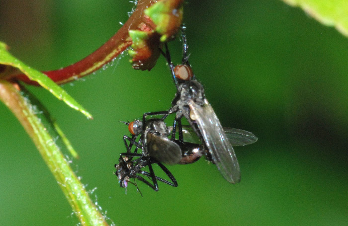 Appetiti...sessuali: Empis tessellata